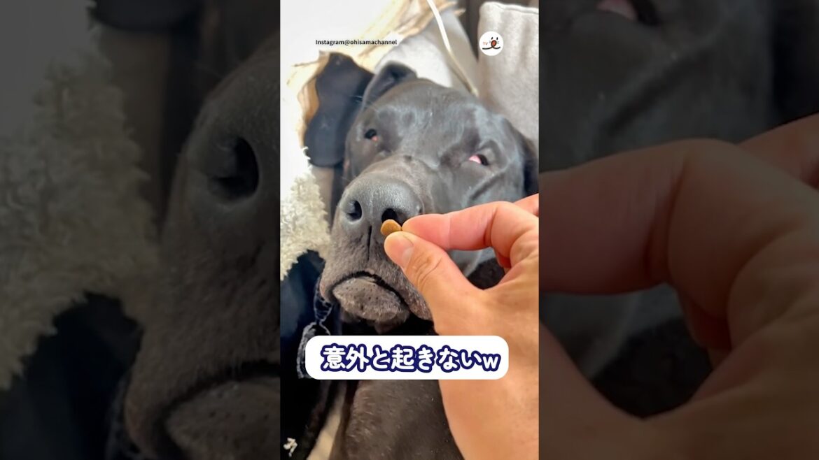 爆睡中の愛犬の鼻元にオヤツを…|PECO 爆睡中の愛犬の鼻元にオヤツを…|PECO