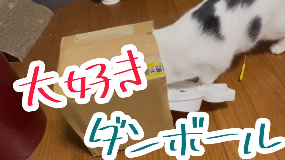 大好きな隠れ家！ダンボールに入って大暴れのミルねーさん。#保護猫 #cat #猫のいる暮らし #ねこ #ミルねーさん