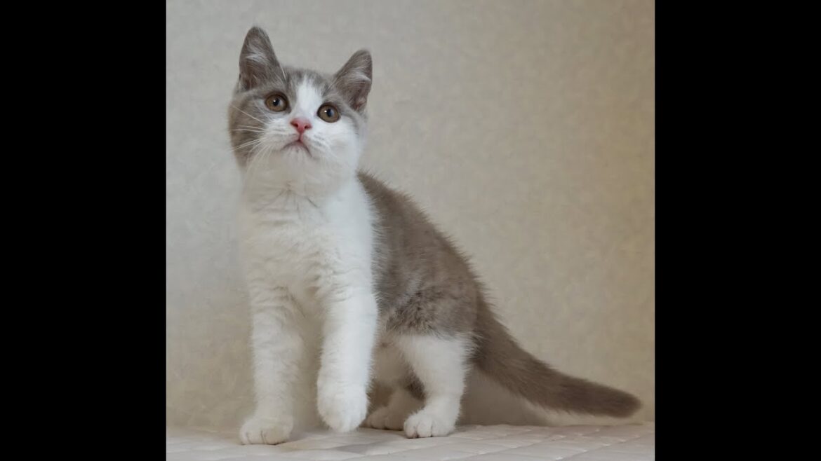 ブリティッシュショートヘアー子猫 British Shorthair 2025.1.21産まれ ライラック&ホワイト 男の子 シーダキャット猫のお店 ブリティッシュショートヘアー子猫 British Shorthair 2025.1.21産まれ ライラック&ホワイト 男の子 シーダキャット猫のお店