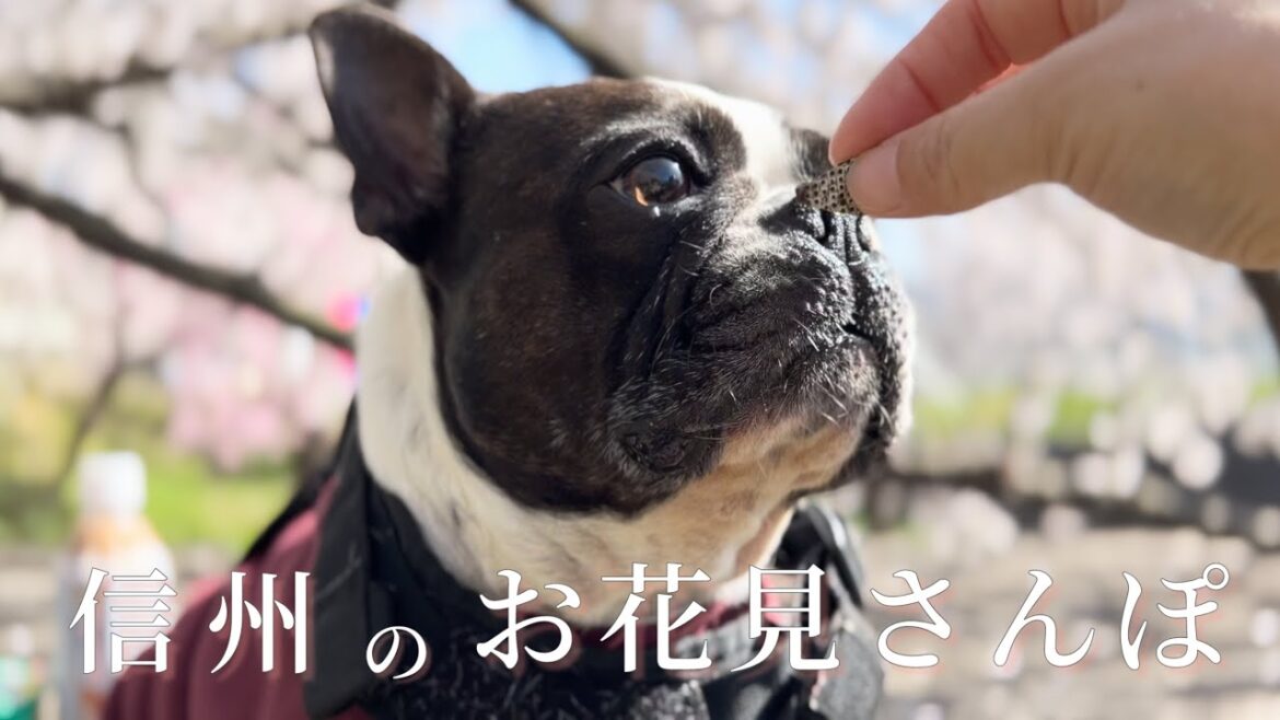 のんびり、まったり田舎のお花見さんぽ/ボストンテリア
