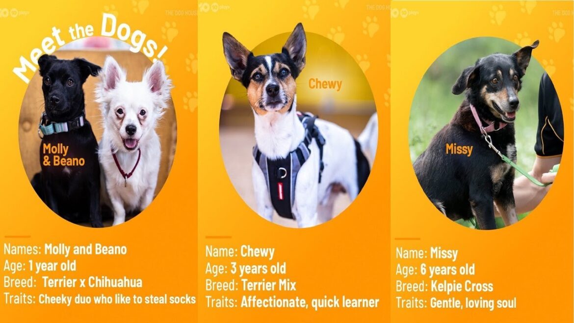 The Dog House Australia – Season 5 Episode 10: Tuesday night’s doggos, Molly & Beano, Chewy & Missy The Dog House Australia - Season 5 Episode 10: Tuesday night's doggos, Molly & Beano, Chewy & Missy