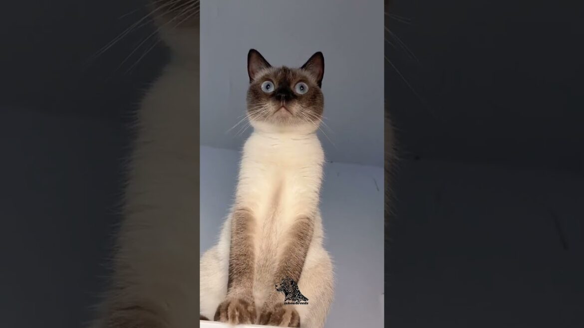 Burmese Cat – The Social Butterfly of the Feline World 🐾🐱