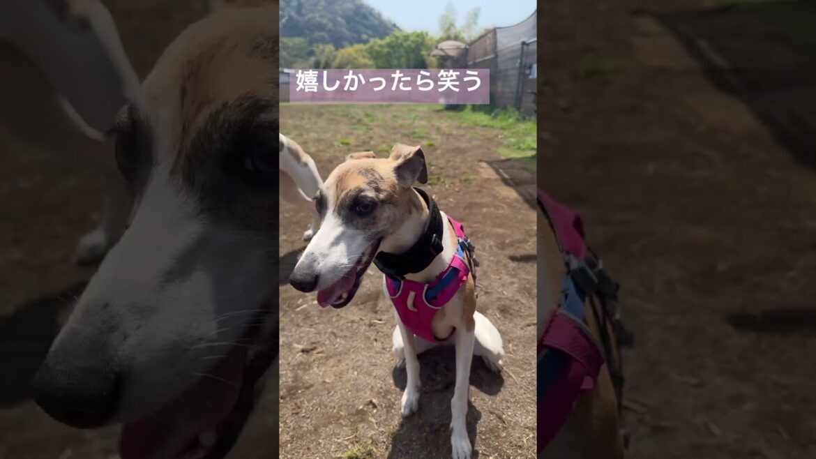 眠くなったら寝る！！#ウィペット　#犬　#犬のいる生活  #Whippet #ドッグラン　​⁠@借金ドッグランのPちゃん