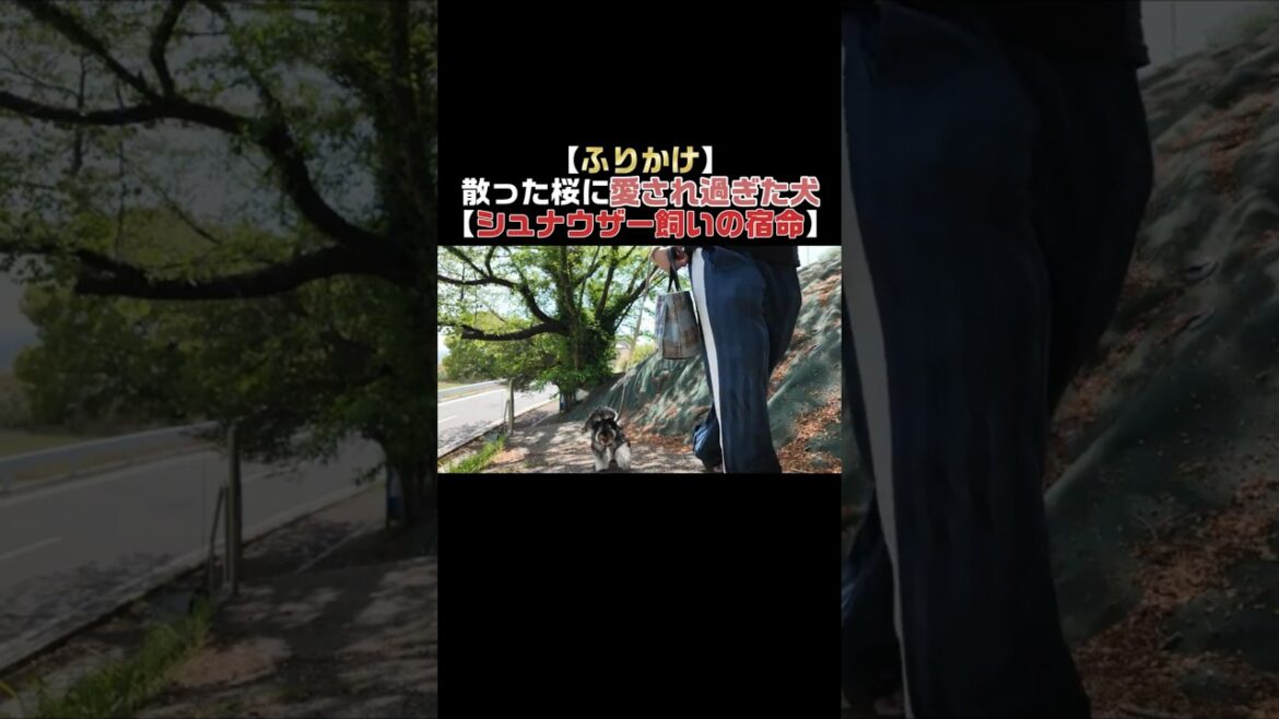桜に愛され過ぎてふりかけ状態の犬 #ミニチュアシュナウザー #散歩  #桜