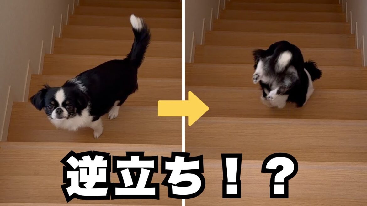 逆立ち！？階段の降り方がクセ強すぎる妹犬にびっくりしました笑