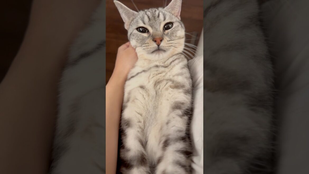 家に帰ると猫たちが出迎えてくれる幸せ #shorts #猫 #cat