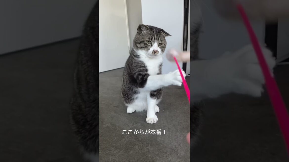 ボクサー輪島Part2#さかがみ家 #保護猫 #ねこ