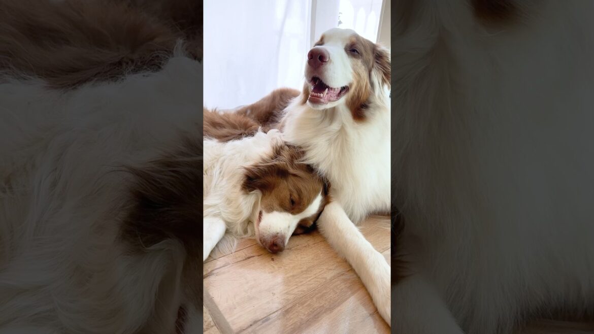 暑くなってもくっついてお昼寝しちゃう姉弟犬が尊い🥺♡【ボーダーコリー・オーストラリアンシェパード】#shorts 暑くなってもくっついてお昼寝しちゃう姉弟犬が尊い🥺♡【ボーダーコリー・オーストラリアンシェパード】#shorts