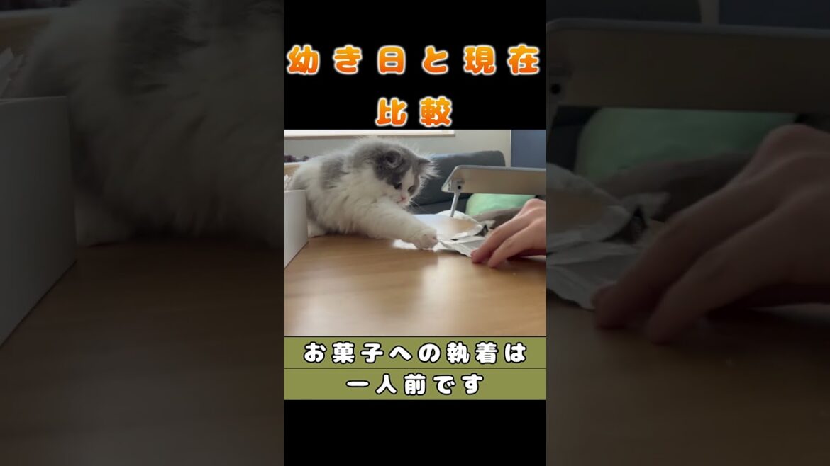 【りんの成長記録】 #shorts #ラガマフィン #猫 【りんの成長記録】 #shorts #ラガマフィン #猫