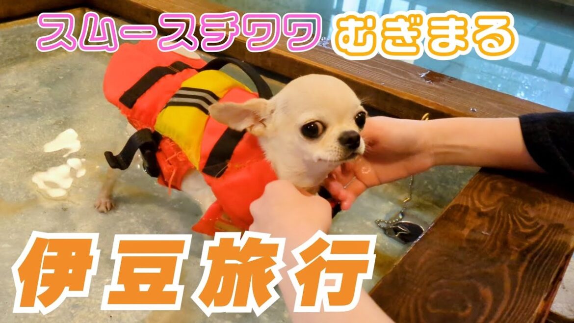 【スムースコート チワワ】犬1匹と猫2匹の家族旅行(#23) 【スムースコート チワワ】犬1匹と猫2匹の家族旅行(#23)