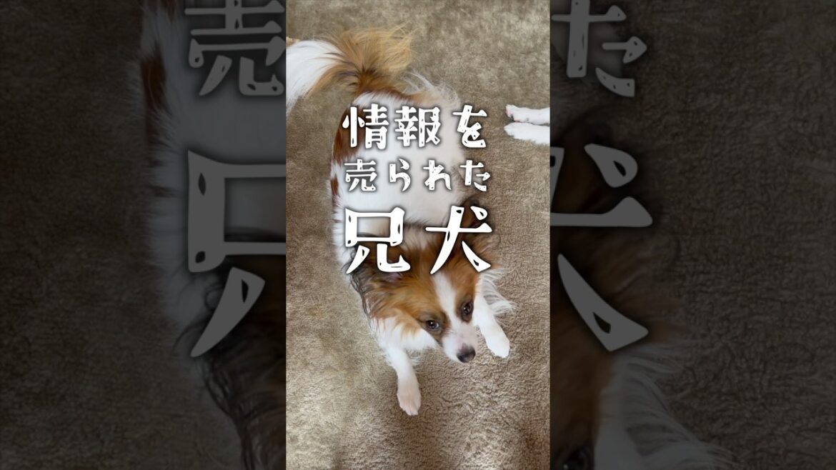 パンダの密告  #パピヨン #papillon #可愛い#子犬お迎え パンダの密告  #パピヨン #papillon #可愛い#子犬お迎え