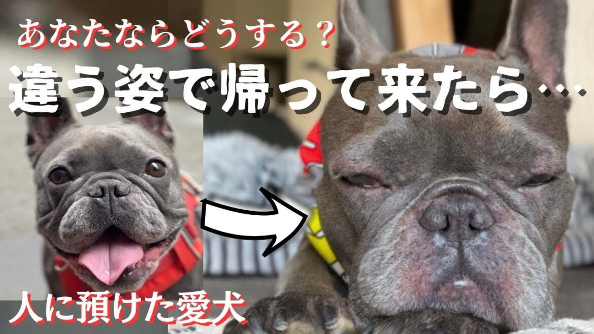 人に預けたペットが変わった姿で帰ってきたら…あなたならどうする…? 人に預けたペットが変わった姿で帰ってきたら…あなたならどうする…?