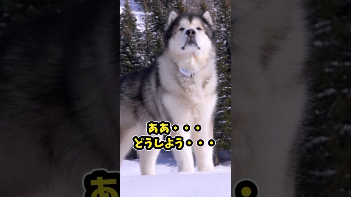 犬さんの動画見て笑ったら寝ろwwww#動物 #アラスカンマラミュート #笑える