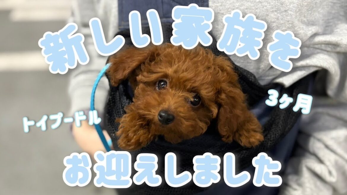 【お迎え】またまた新入りの子が我が家にやってきて・・・【トイプードル】