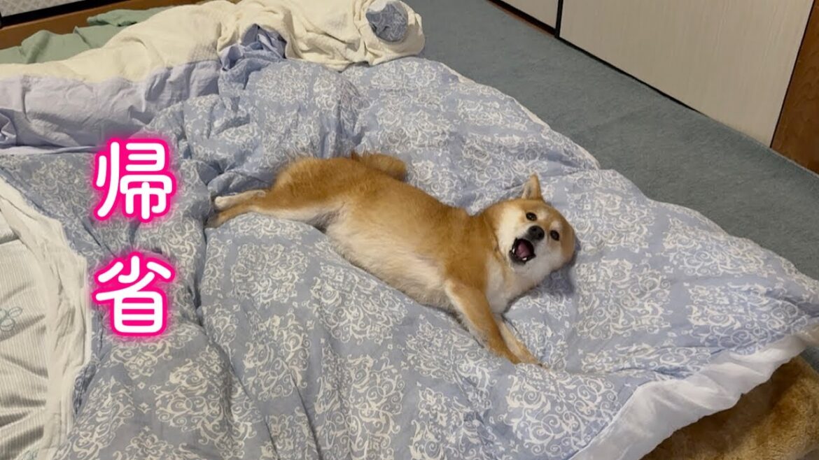 実家に帰省した瞬間嬉しすぎて弾ける柴犬が可愛い