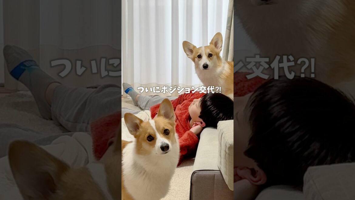 ついに彼女ポジションココちゃんと第2の女なっちゃんのポジション交代か？ #コーギー多頭飼い #コーギー #犬と子供