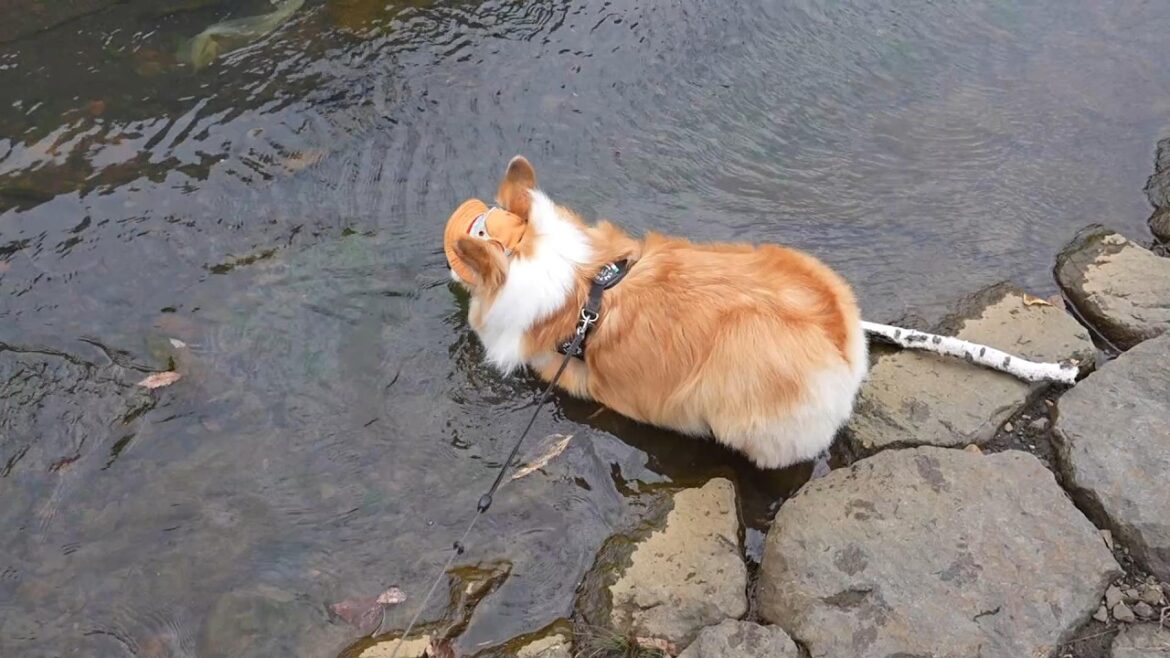 「木の棒」を咥えた犬がうっかり『春の川』に飛び込んだ結果…【10℃】