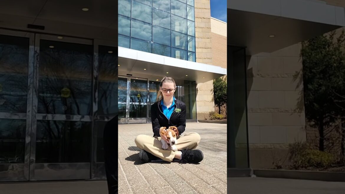 Meet Roscoe! Those ears. That nose. That look!