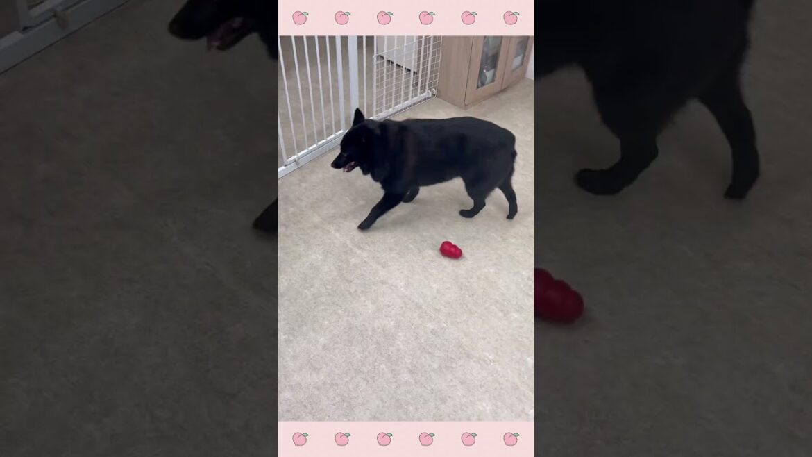 ＃犬のようちえん　＃犬のほいくえん　＃犬お泊りトレーニング　　#子犬しつけ  #しつけ教室 　#スキッパーキ　＃犬のしつけ　#shorts 　#パピートレーニング