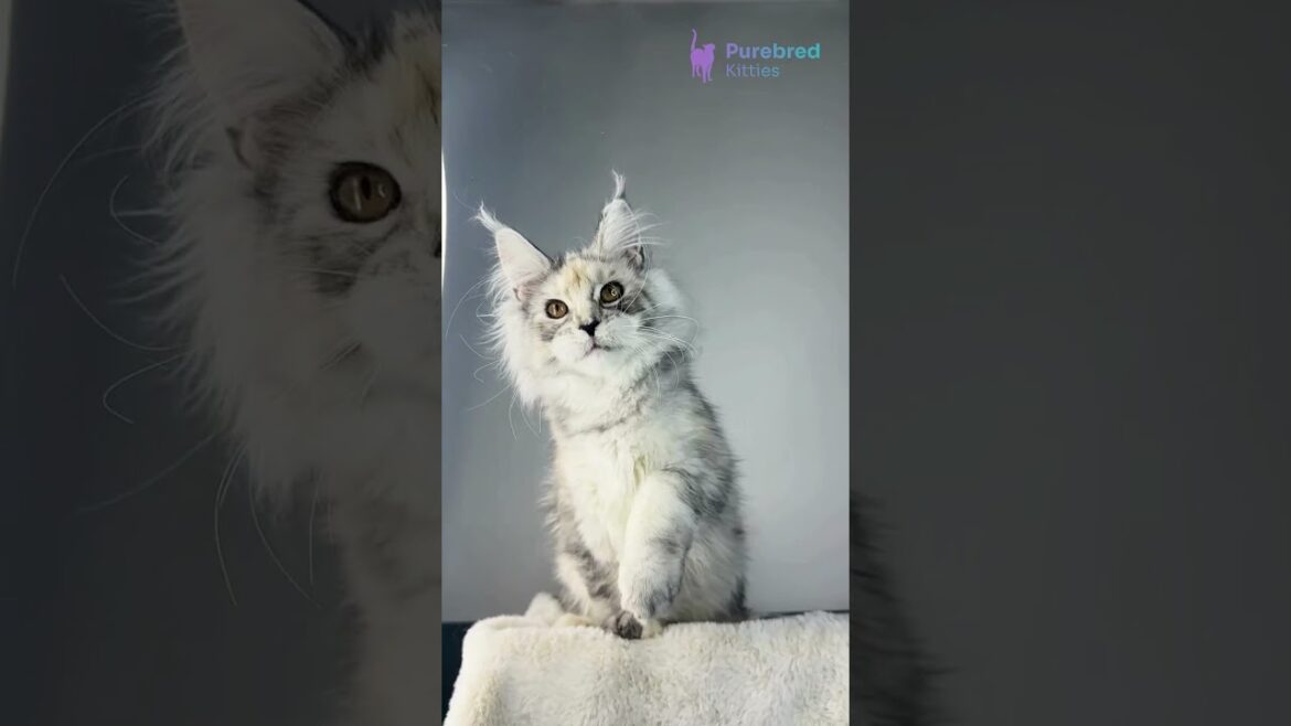Adopt Waterlily : The Tortoise Silver Maine Coon 🌿 Sweet Giant with Hazel Eyes #mainecoon #kitten