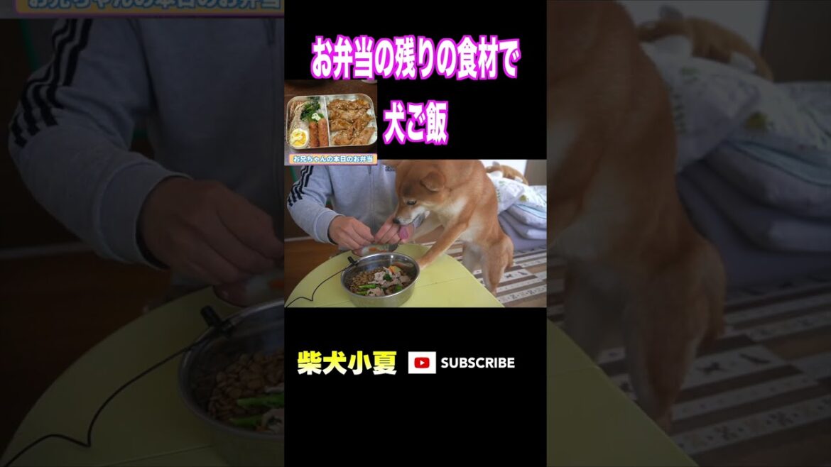 お弁当の残りの食材で 犬ご飯#神戸 #柴犬 #shiba #癒し お弁当の残りの食材で 犬ご飯#神戸 #柴犬 #shiba #癒し