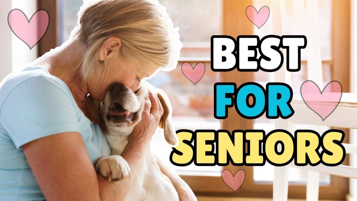 🐾 TOP 10 BEST DOG BREEDS FOR SENIORS! Low-Maintenance, Loving Companions 🐕💖
