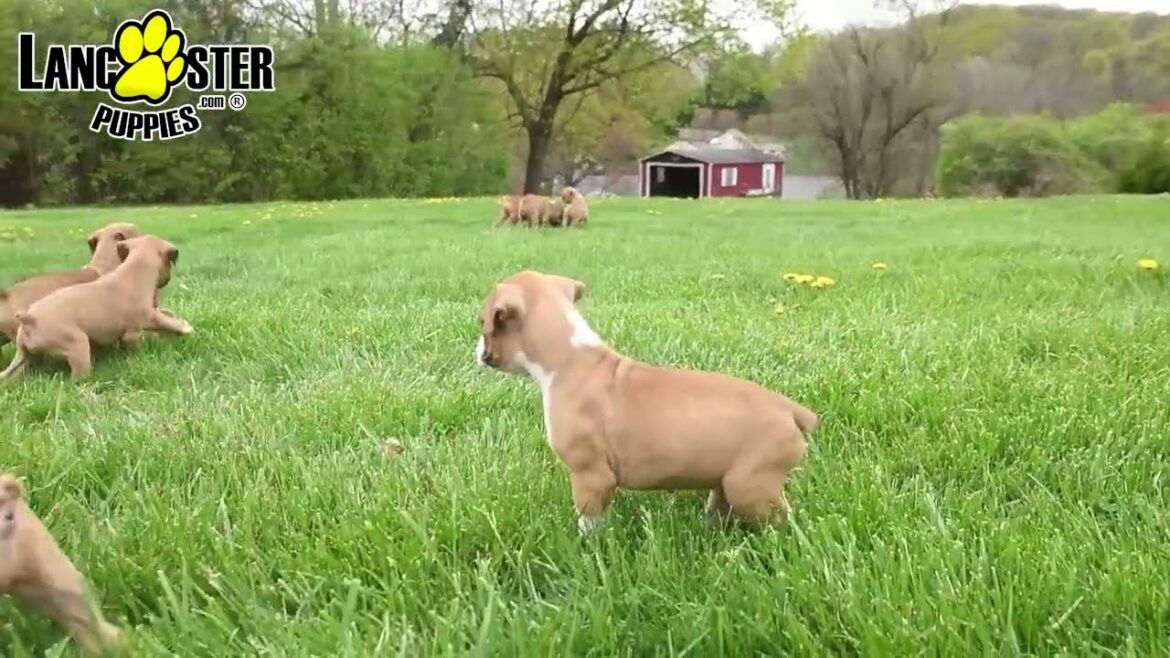Charming Boxer Puppies