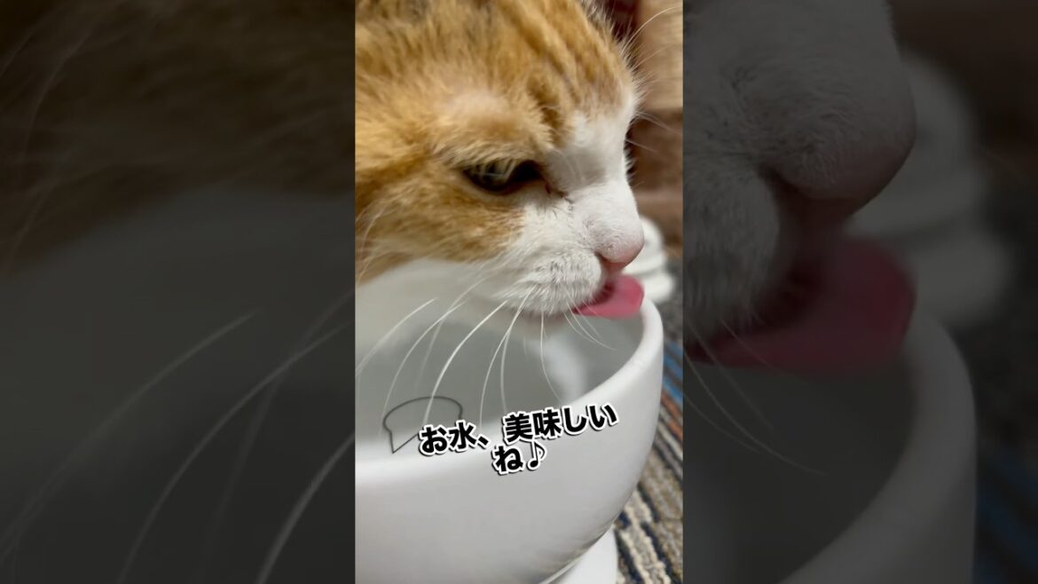 お水、美味しいね#猫 #ねこのいる暮らし #メインクーン #シニア猫