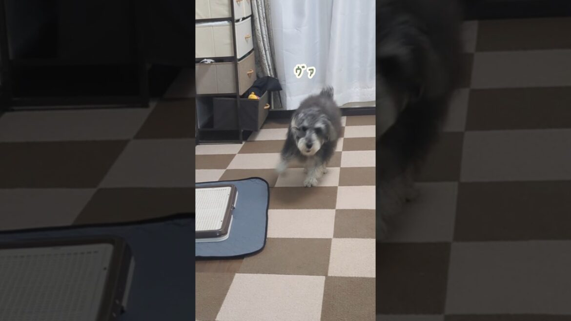 同じことの繰り返しでも楽しい！！ #miniatureschnauzer #schnauzer #dog #ミニチュアシュナウザー #シュナウザー #犬のいる暮らし