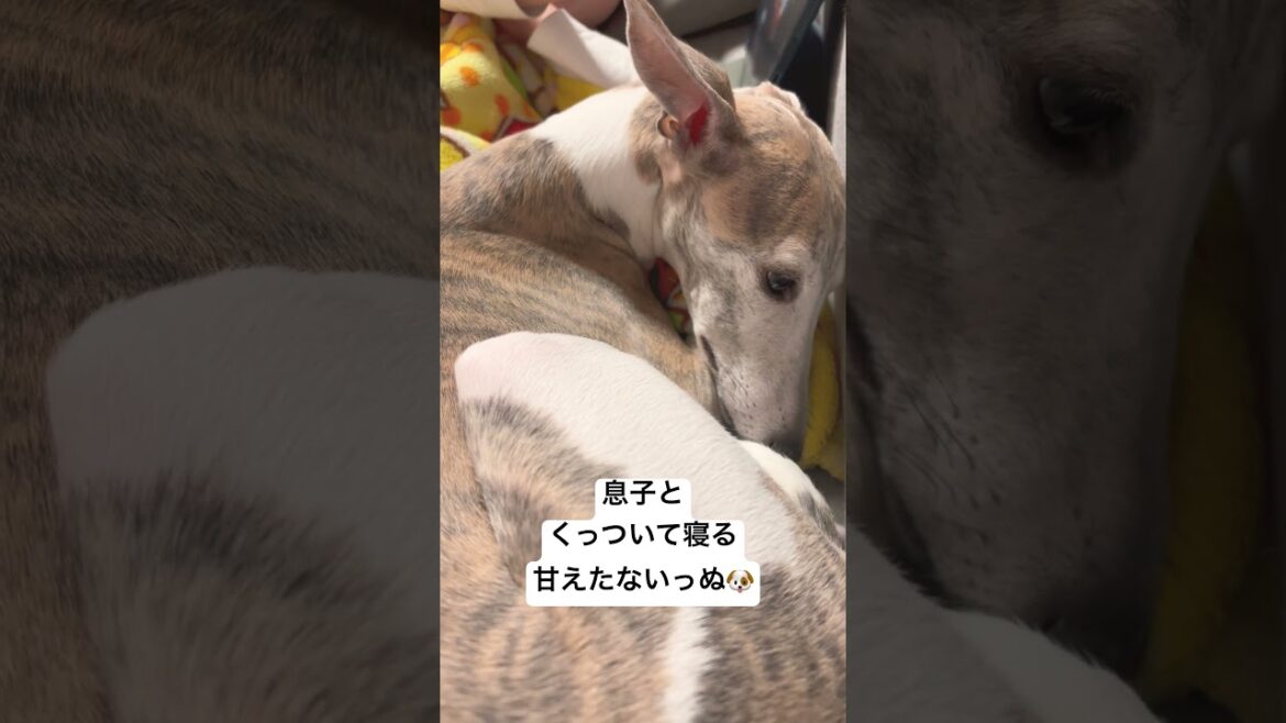 息子とくっついて寝る甘えたわんこ🐶 #dog #cute #ウィペット #shorts