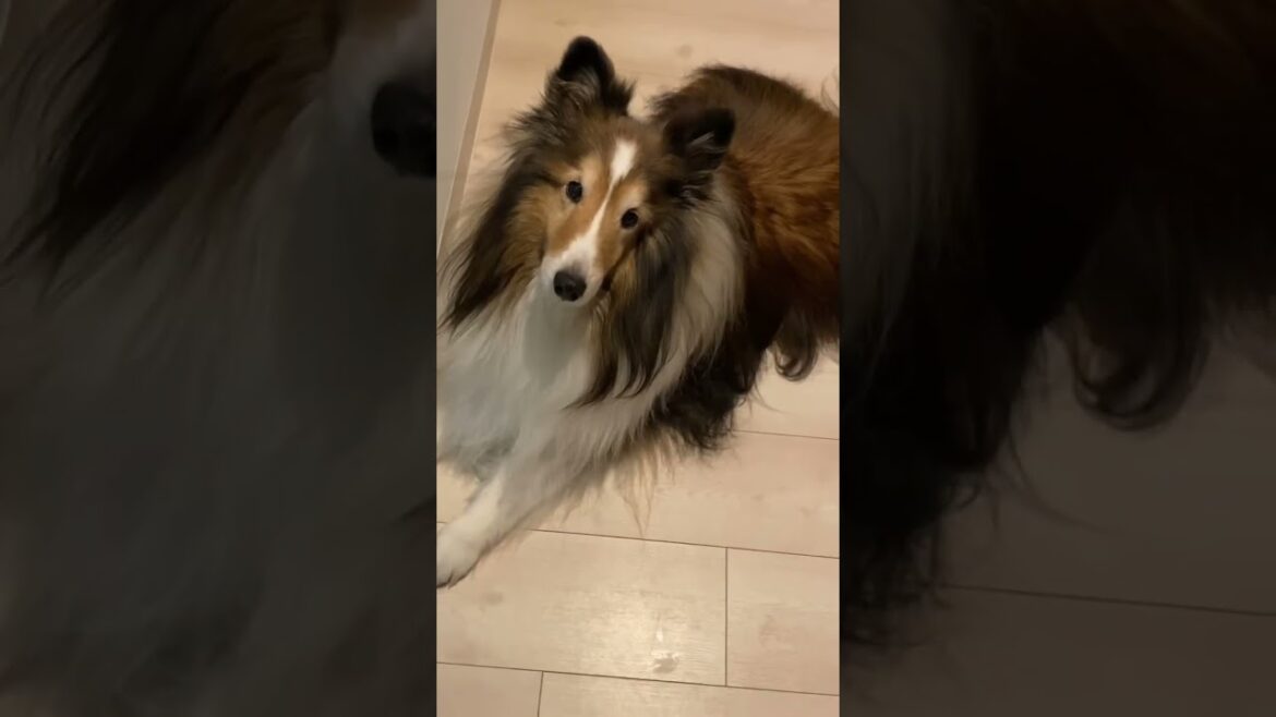 15歳とは思えない俊敏さ😳 《シェルティ》