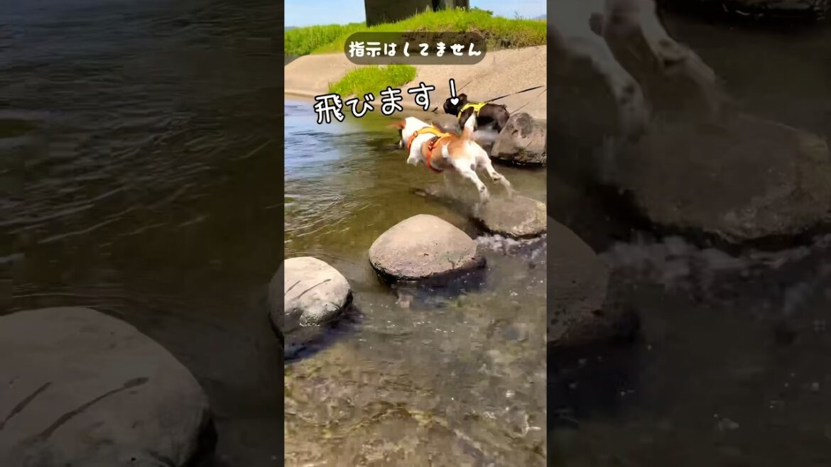 飛び込みの練習ジャックラッセルテリア　#shorts #あしゅらご  #jrt