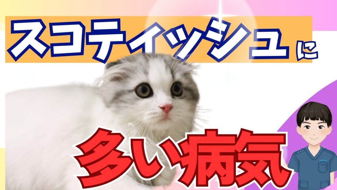 スコティッシュフォールドに多い病気3選:可愛い折れ耳の裏に潜むリスクとは? スコティッシュフォールドに多い病気3選:可愛い折れ耳の裏に潜むリスクとは?