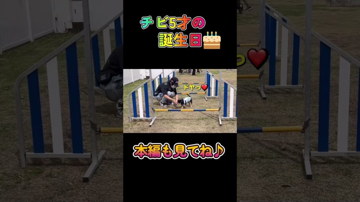 チビ5才の誕生日🎂#柴犬 #チワワ #shorts