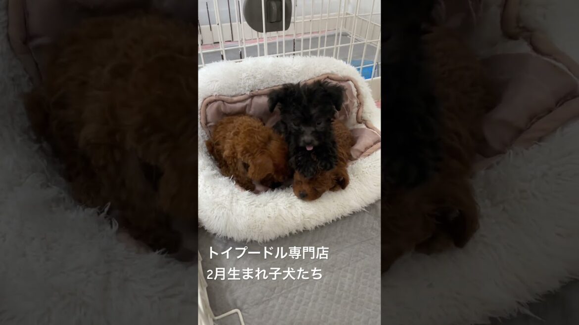 トイプードル専門店の子犬たち。2月生まれの個性豊かな子たちです。レッド兄妹、シルバー男の子です。スクスク成長中です！ #トイプードル #トイプードル子犬  #トイプードルシルバー #cute