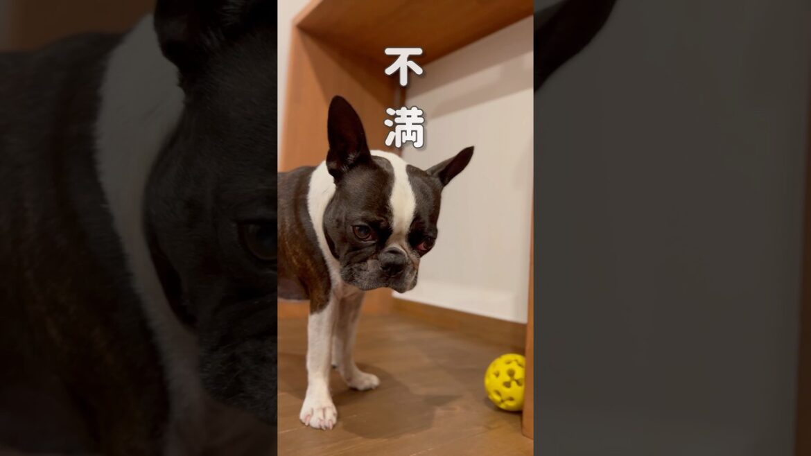 適当に選ばないでよね/ボストンテリア/不満