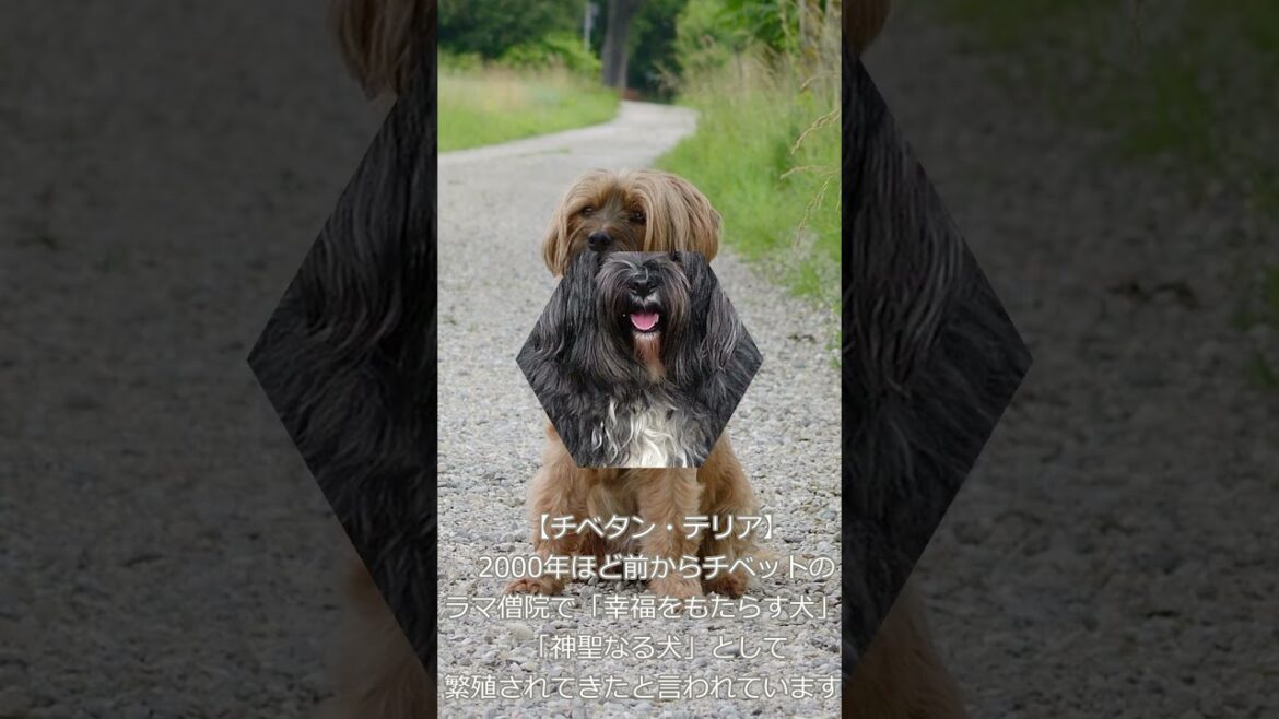 【チベット原産の犬種について】　#shorts　愛犬家住宅　ペットリフォームならセラフ榎本　犬猫のためのリフォーム　愛犬　愛猫　ペット快適住環境　埼玉県　東京都　千葉県　神奈川県