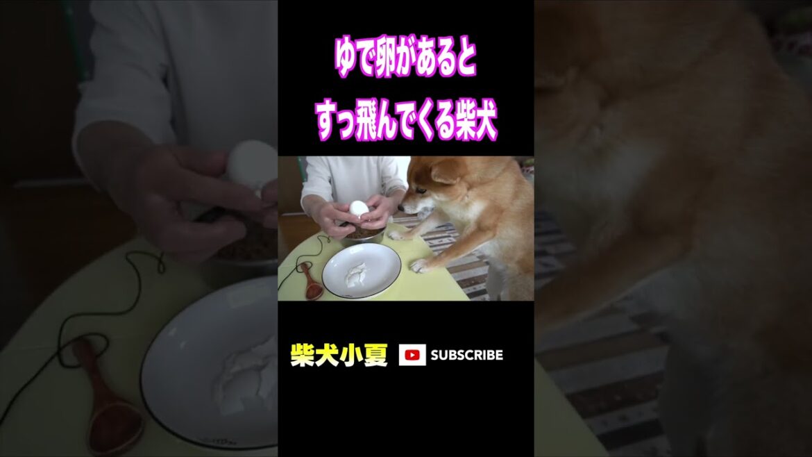 ゆで卵があると すっ飛んでくる柴犬 #柴犬 #shibainu #癒し