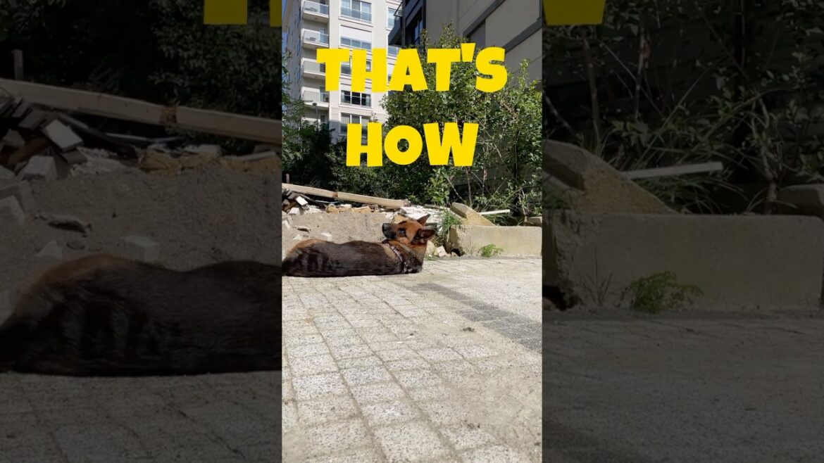 German Shepherd Teaches Us the Art of Doing Nothing #germanshepherd #gsd #dog #funnydogs #shorts German Shepherd Teaches Us the Art of Doing Nothing #germanshepherd #gsd #dog #funnydogs #shorts