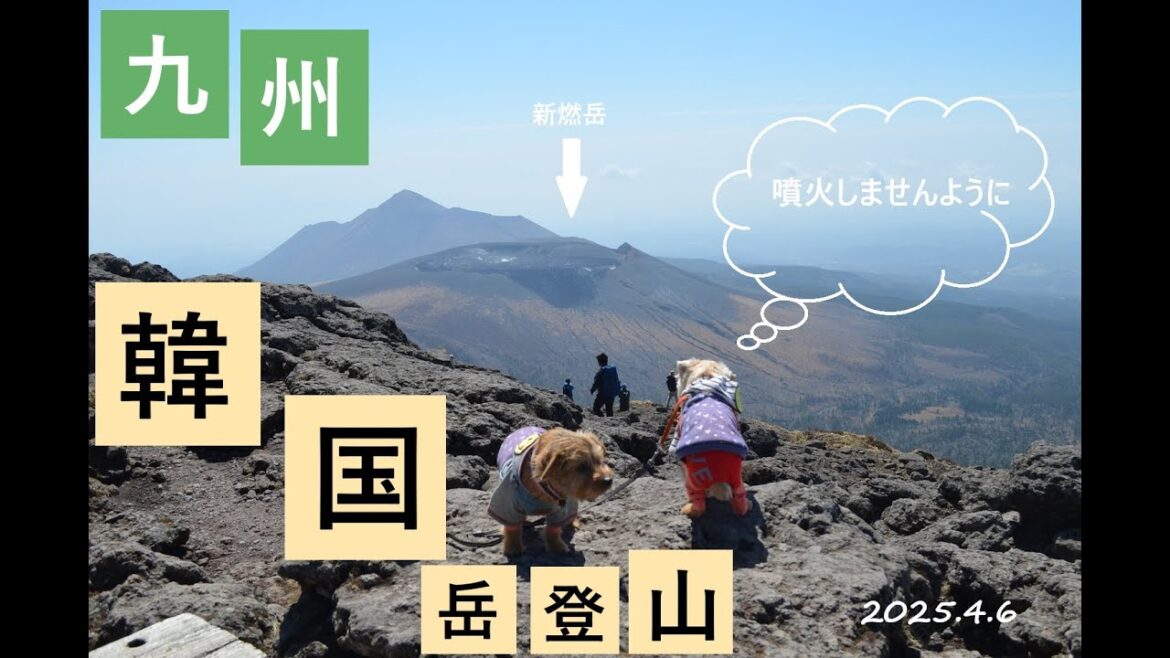 【ノーフォークテリア】韓国岳登山