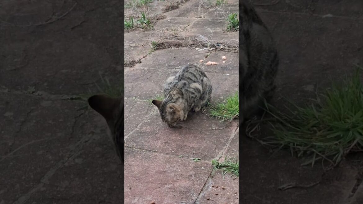 Introducing Tom: The Newest Meow Squadder