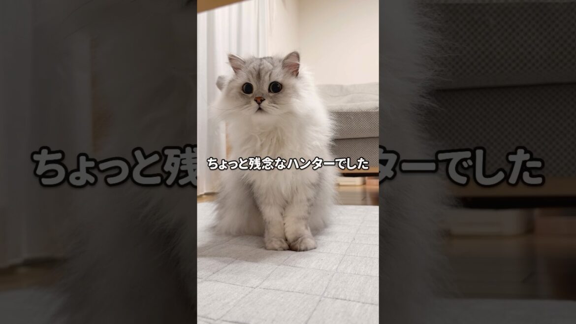 意外とドジなハンター猫 【サイベリアン】 #Shorts