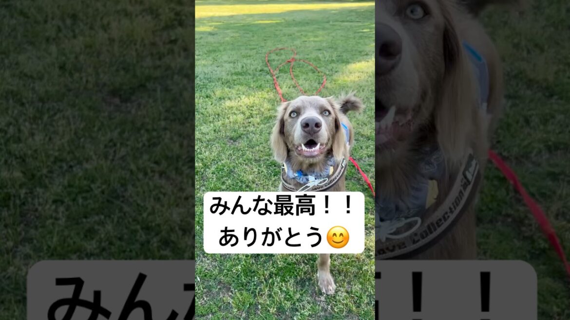 みんな最高！ありがとう！可愛い🩷 #大型犬 #犬のいる暮らし #ワイマラナー#ワイマラナーロングヘアード #dog#wiemaraner #shorts #ルルちゃんのルンルンちゃんねる