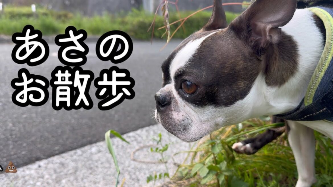 【ボストンテリア  ボステリ】青い瞳のネロ　あさのお散歩　2025.4.22