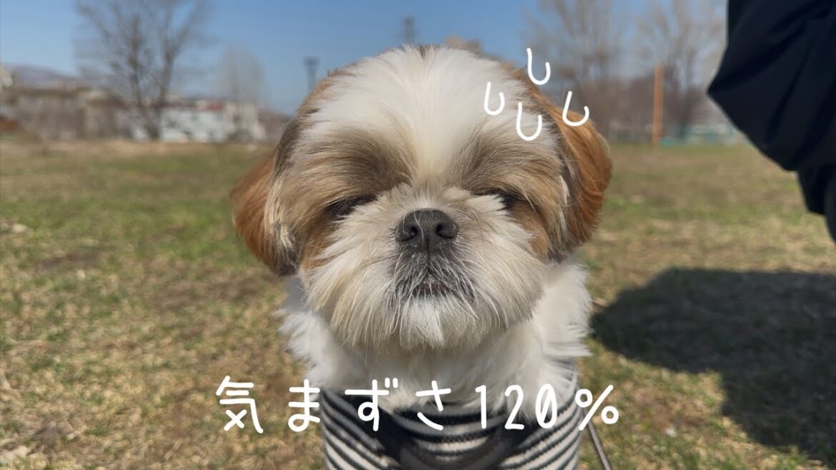 【シーズー】お散歩行ったら犬型ロボットだったことが判明してしまいましたw w w【犬Vlog】 【シーズー】お散歩行ったら犬型ロボットだったことが判明してしまいましたw w w【犬Vlog】