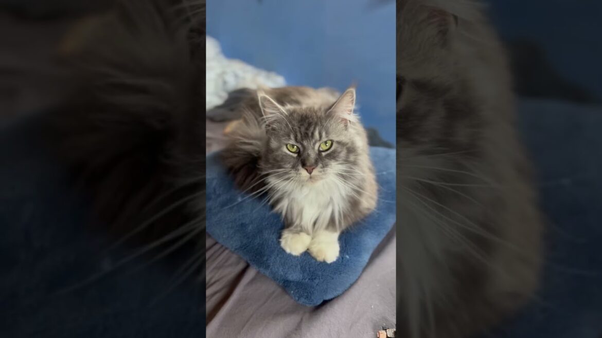 Ragdoll, Maine coon, chatte croisée et mini berger australien en avril!