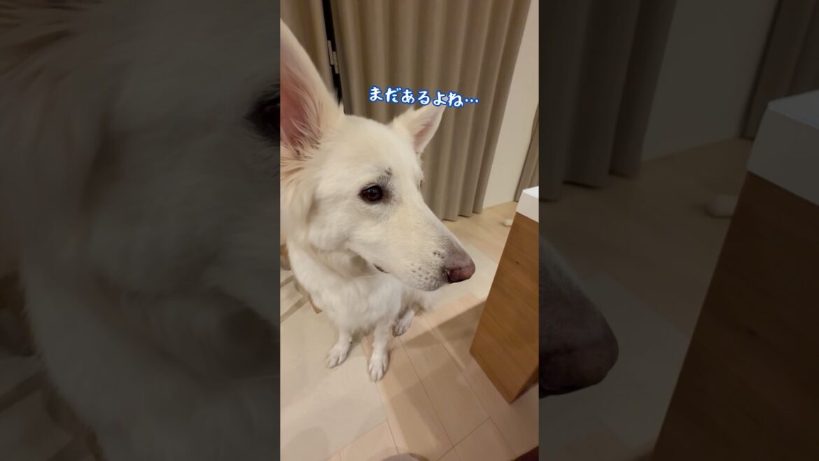 大好きなうなぎさん「まだあるよね？」最後は確認する大型犬【ホワイトシェパード】　#shorts