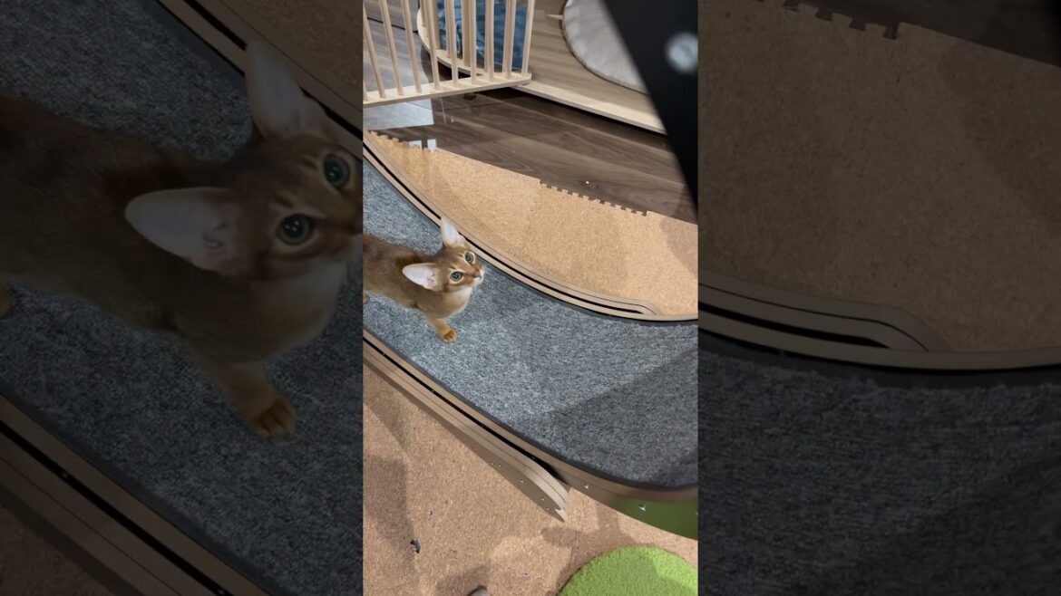 20250424#アビシニアン #abyssinian #cat