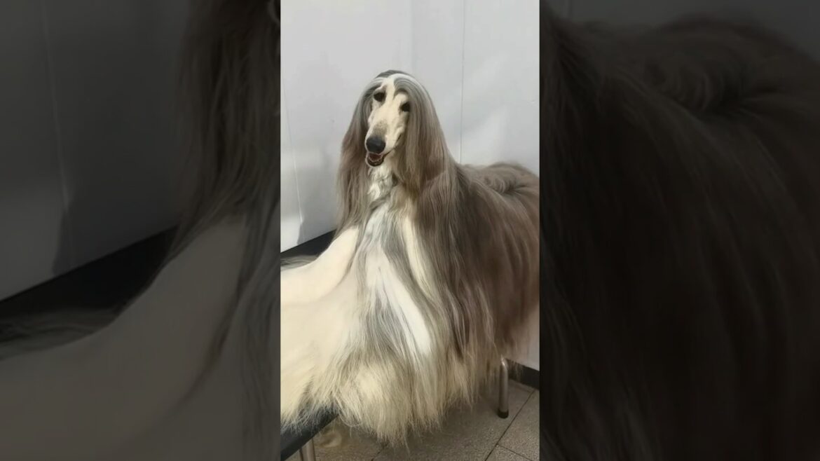 afghan hound dog#afghan hound dog show#afghan hound facts#afgan hound#youtubeshorts #ytshorts#shorts