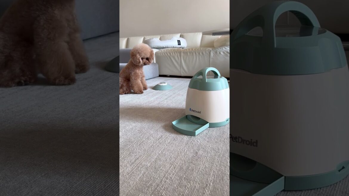 おやつがでてくる量が少なすぎてイライラしちゃうトイプードル #shorts